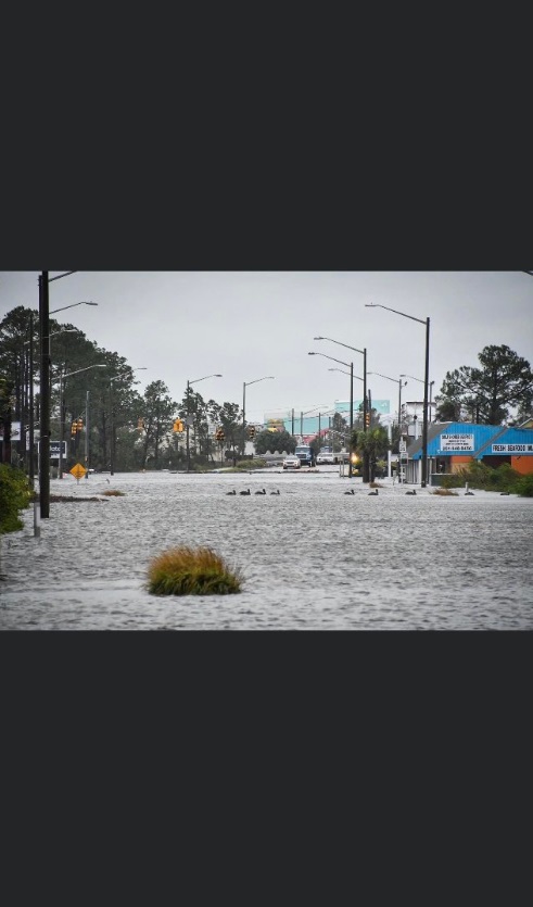 PHOTO Pelicans Swimming In The Road In Gulf Shores Alabama