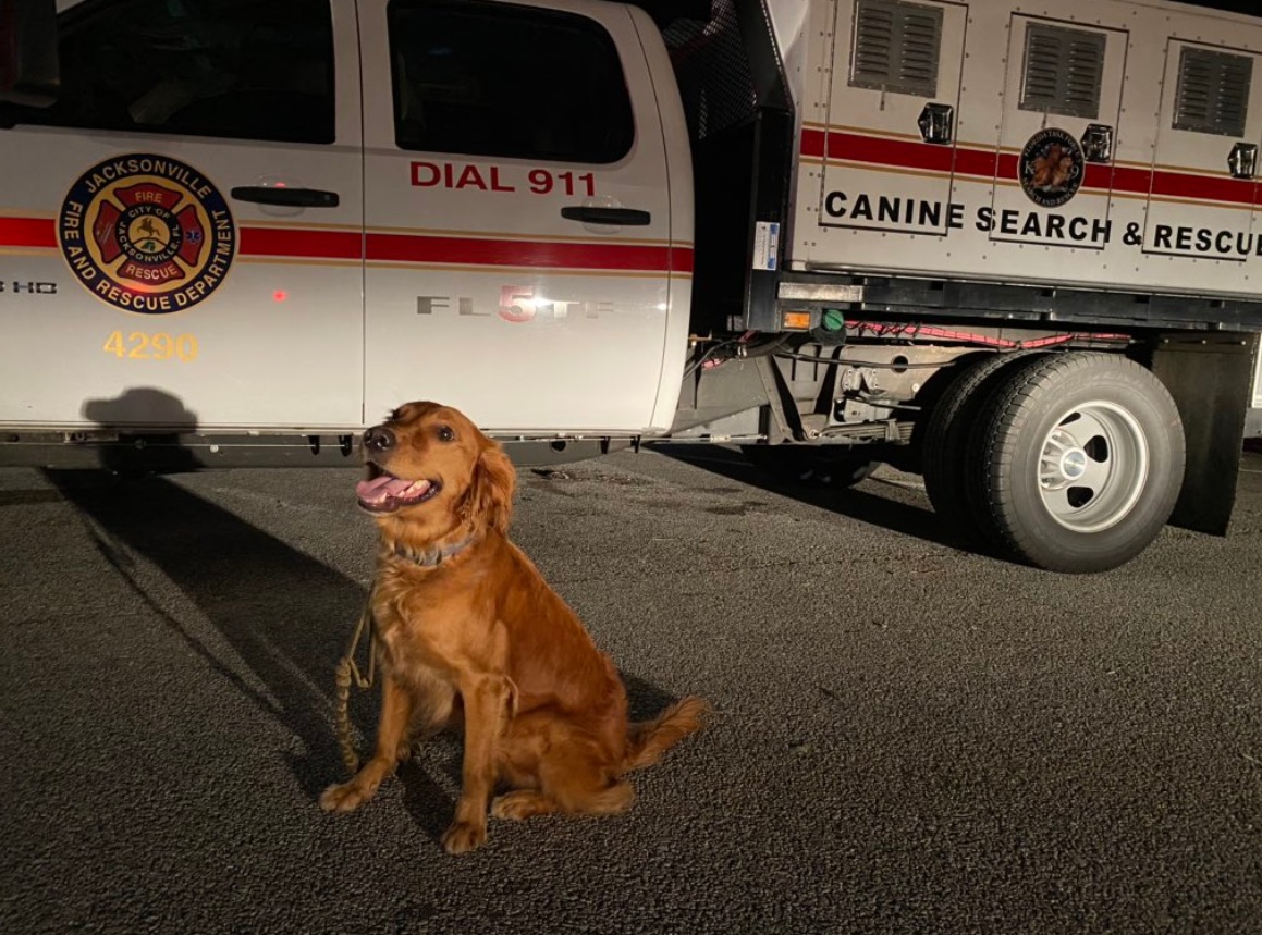 PHOTO The Dog That Helped Find People Trapped In Their Homes In Pensacola Florida