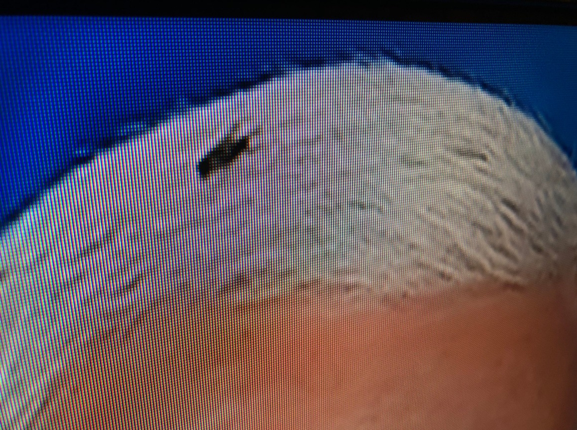 Ultra Zoomed In Photo Of Fly Chewing On Mike Pence's Head