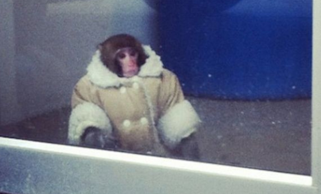 PHOTO A Monkey In Baby Yoda's Jacket