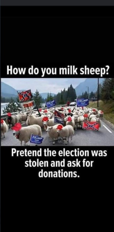 PHOTO How Do You Milk Sheep Pretend The Election Was Stolen And Ask For Donations