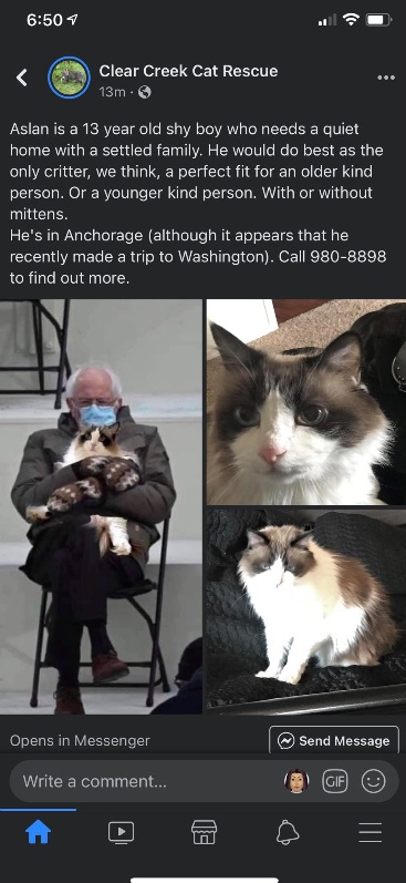 PHOTO Bernie Sanders Adopting Kittens Meme