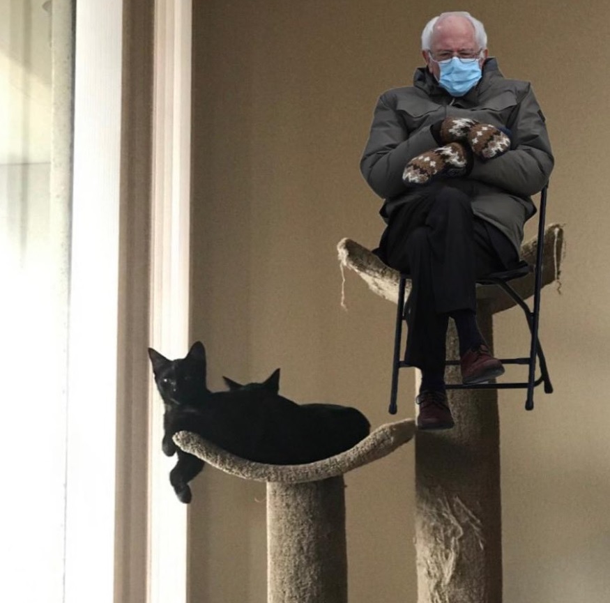 PHOTO Bernie Sanders Meditating With Cats Meme