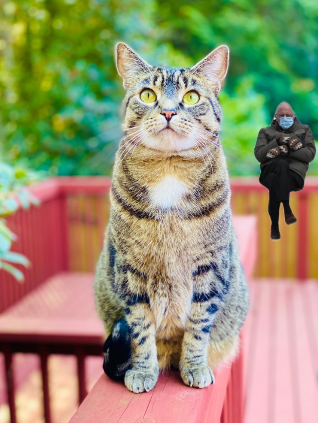 PHOTO Cat Amazed By Bernie Sanders' Mittens