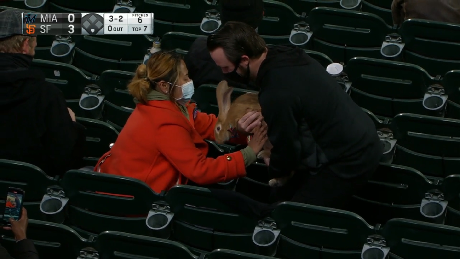 PHOTO Rabbit In The Crowd In San Francisco At Oracle Park