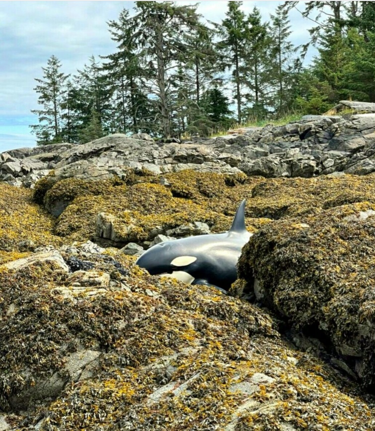 PHOTO Whale Trapped Between Rocks Above A Forested Area After Earthquake In Alaska