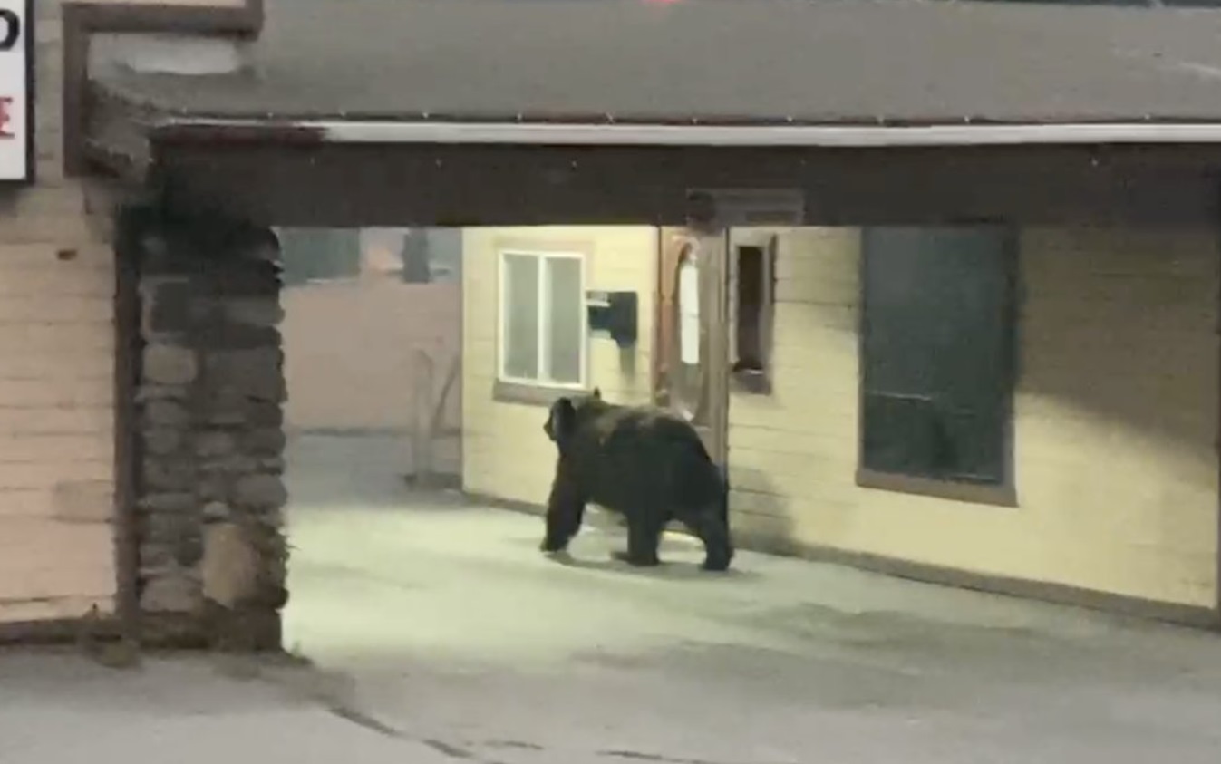 PHOTO Bears Are Roaming The Empty Streets Of Lake Tahoe Since Evacuations Occurred