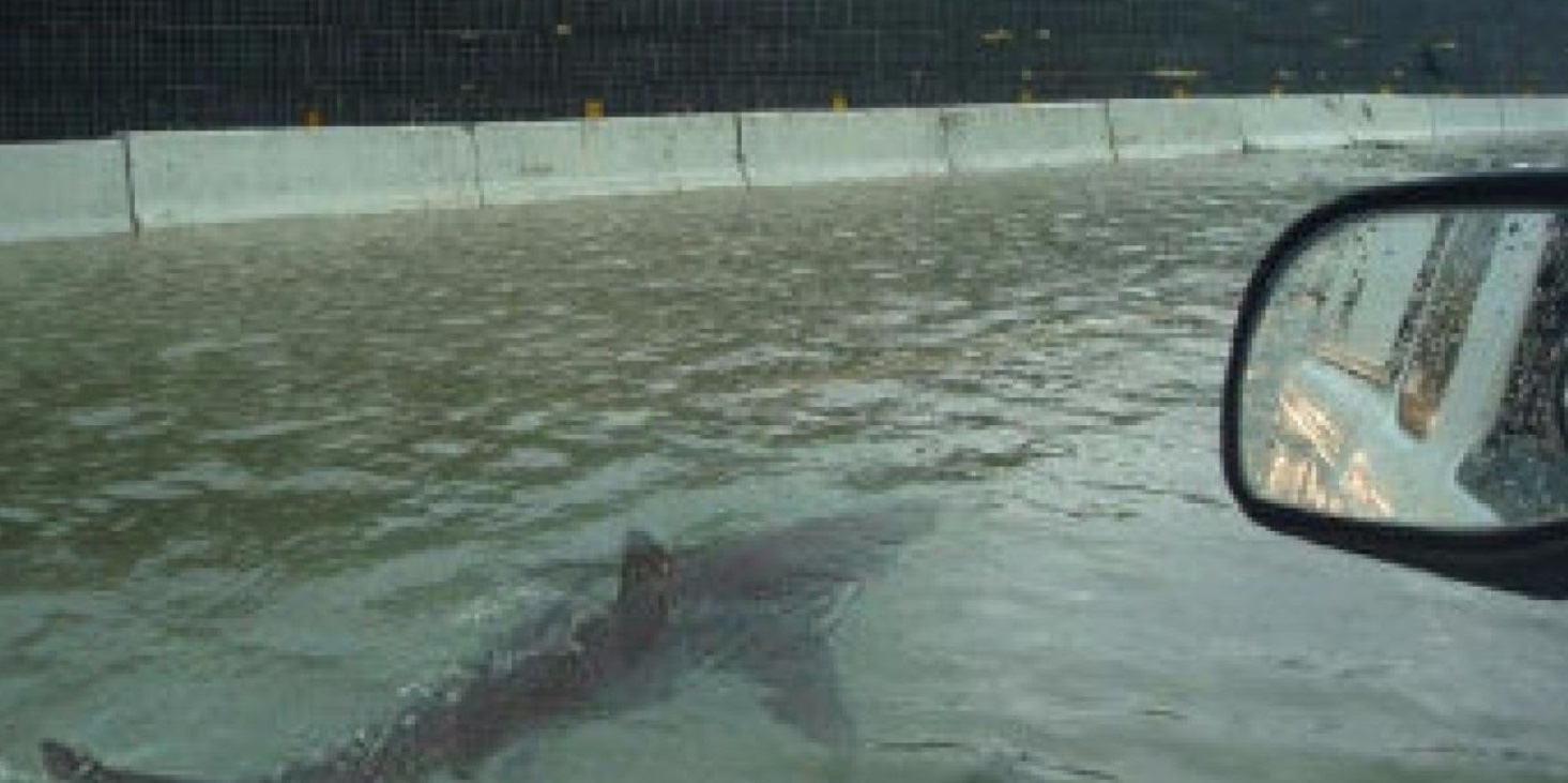 PHOTO Shark Swimming In Water On Freeway In Montauk Point NY