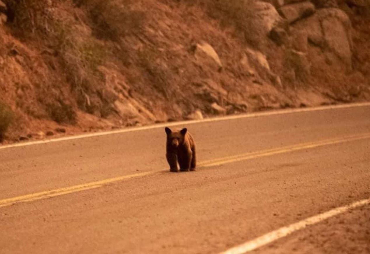 PHOTO Small Bear Running Down The Highway In Lake Tahoe After being Displaced By Caldor Fire