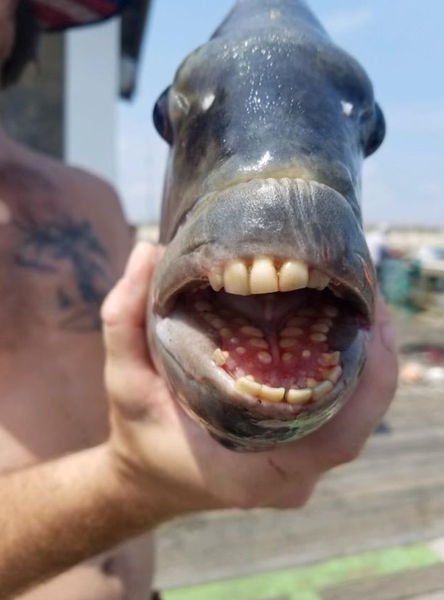 PHOTO There Are Fish With Human Teeth All Over North Carolina Beaches