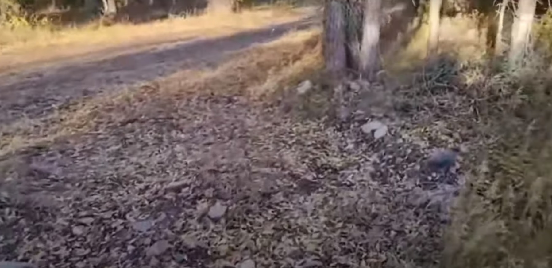 PHOTO Brian Laundrie Is A Savage For Driving Down This Remote Road In Teton National Park To Dispose Of Gabby Petito's Body