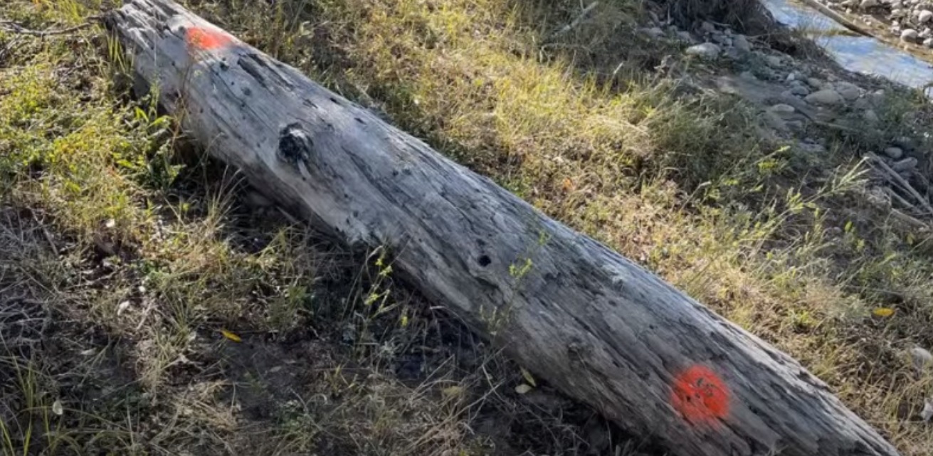 PHOTO Close Up Of Gabby Petito's Blood On Tree Wood In Wyoming Near Where Her Body Was Dumped