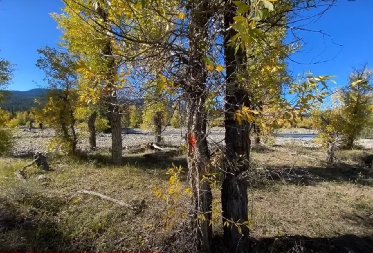 PHOTO Gabby Petito's Blood On A Tree Where Brian Laundrie Shot Her To Death In Teton National Park