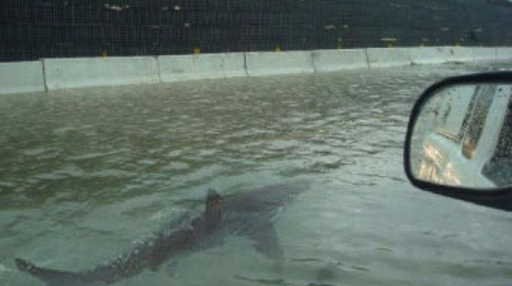 Photo Shark Swimming On Water In The Freeway In Cedar Key Florida