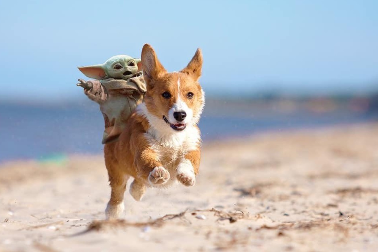 PHOTO Baby Yoda Riding A Dog