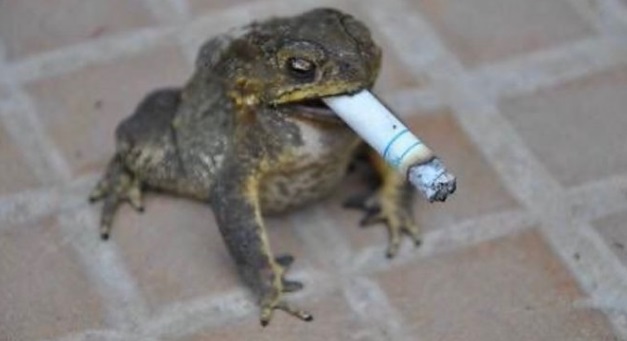 PHOTO Frog Smoking A Cigarette