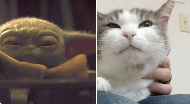 PHOTO Hydration Cat Looks Exactly Like Baby Yoda