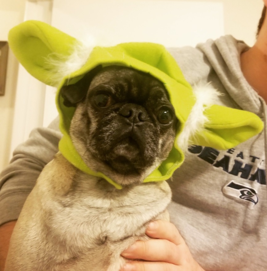 PHOTO A Pug Dog Dressed Up Like Baby Yoda