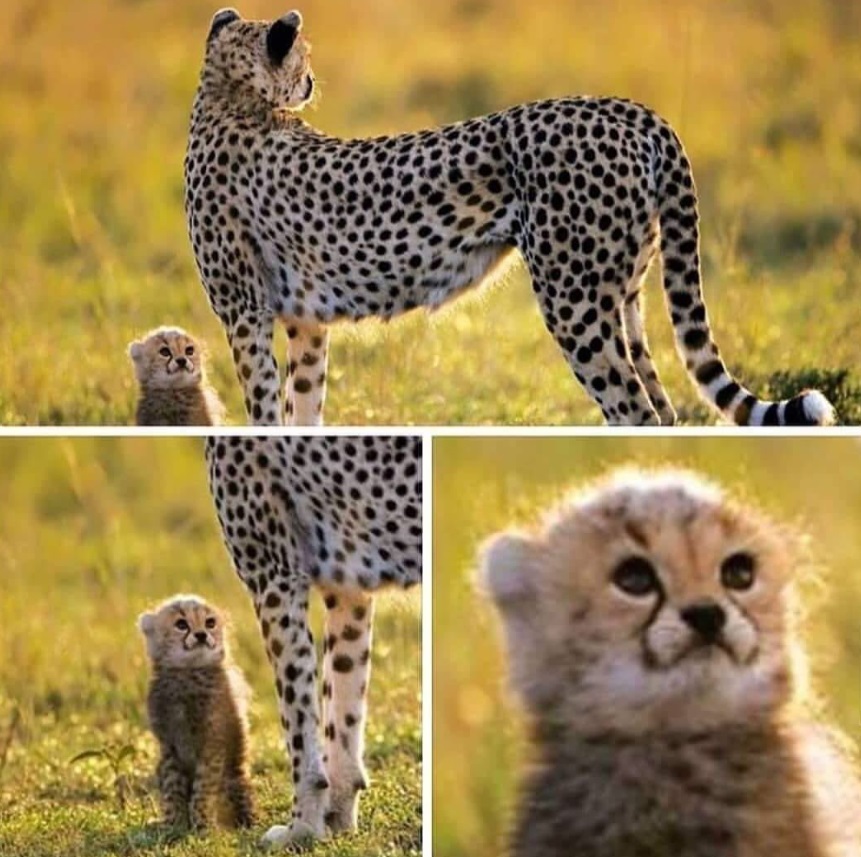 PHOTO If Baby Yoda Were A Cheetah Cub