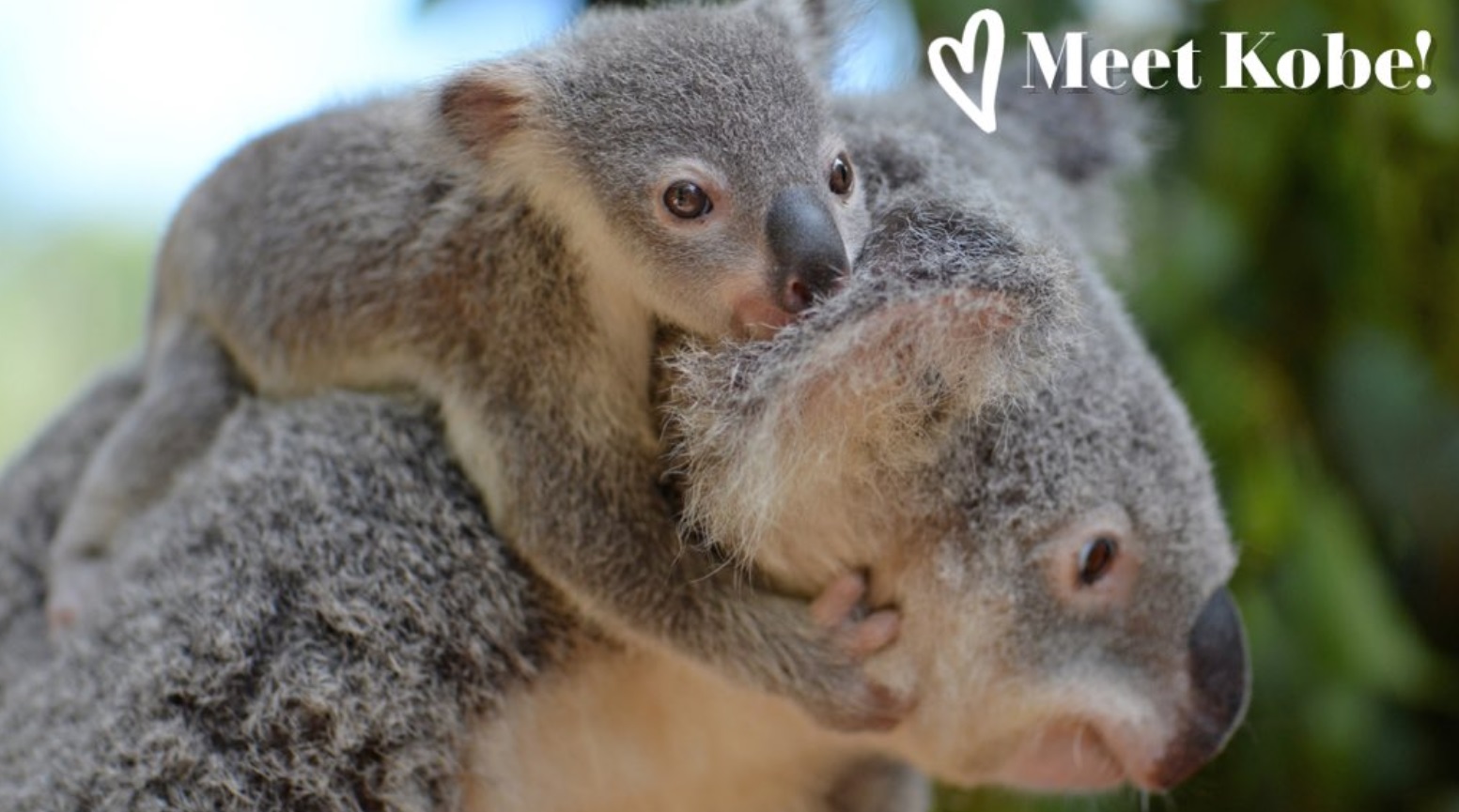 PHOTO Australian Zoo Names Animal After Kobe Bryant