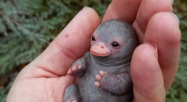 PHOTO Baby Platypus Might Be Cuter Than Baby Yoda