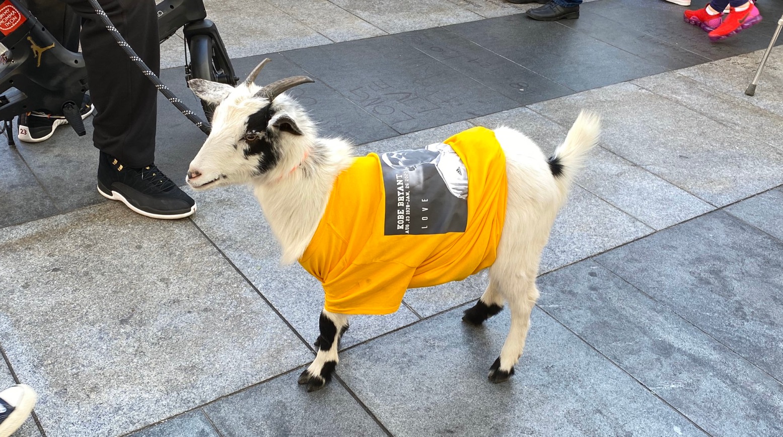 PHOTO Someone Brought A Goat On A Lease With A Kobe Shirt To LA Live