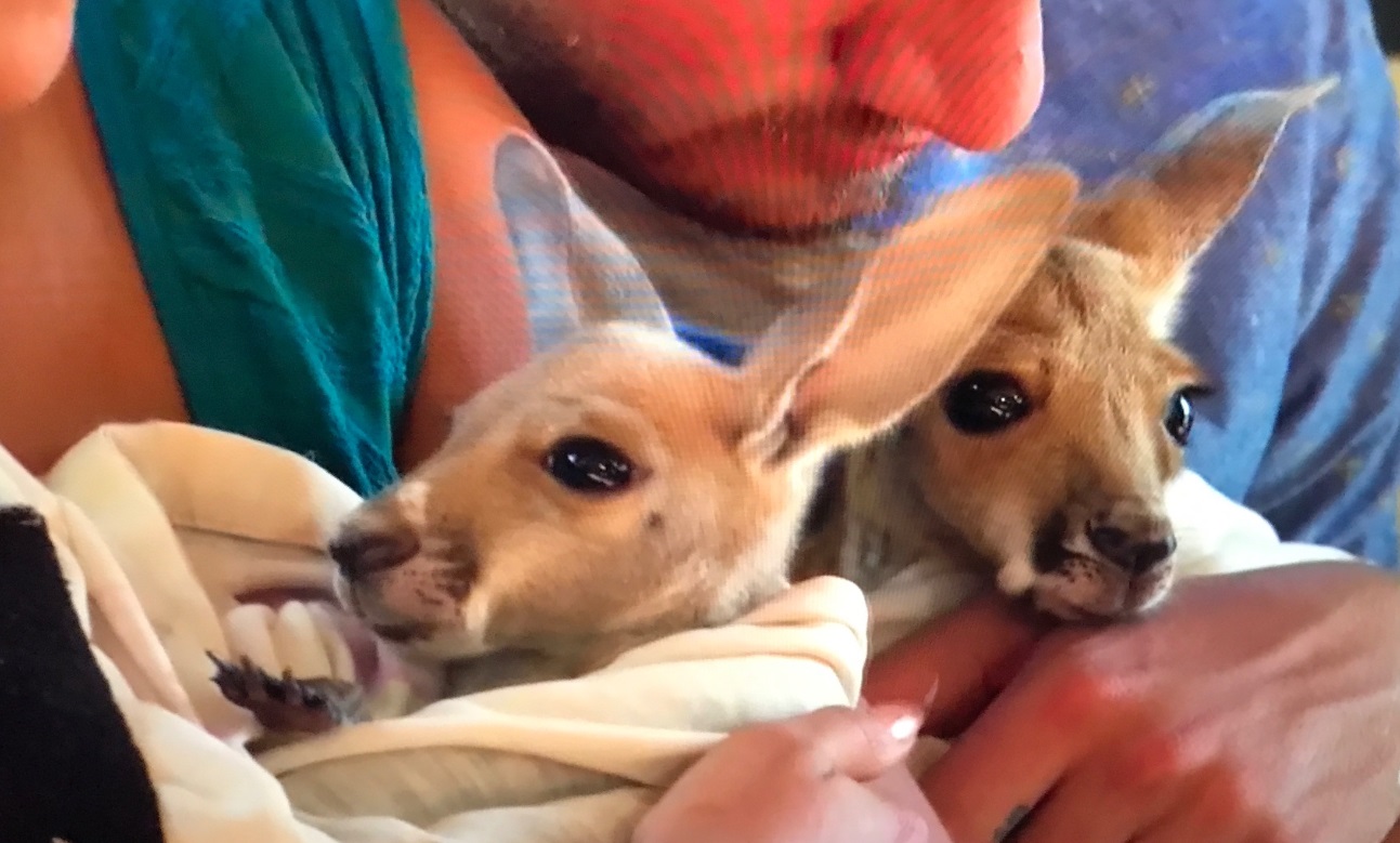 PHOTO Baby Goats On This Season Of The Bachelor