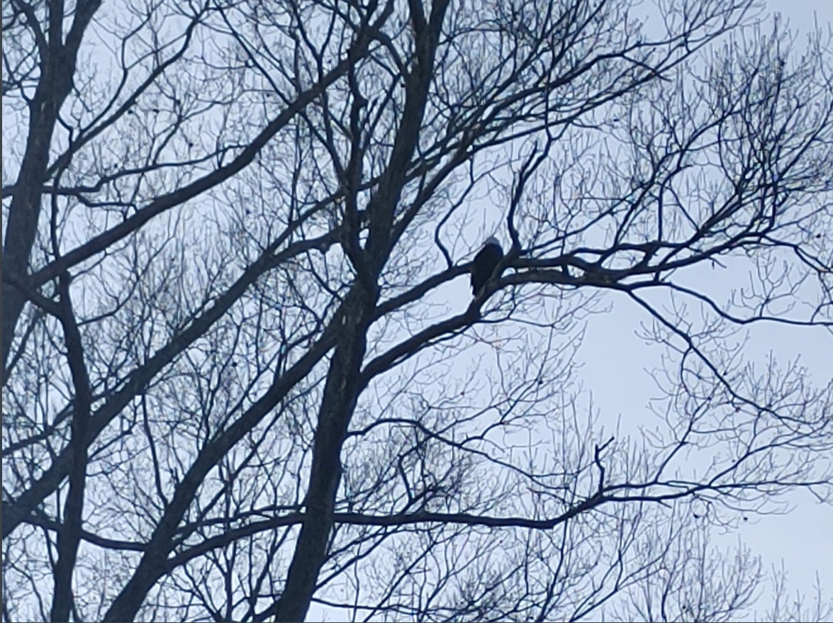 PHOTO Bald Eagle Showing Symbol Of Freedom In Mount Juliet After Tornado Hit