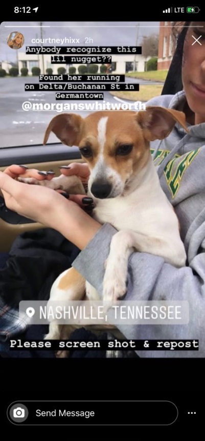 PHOTO Stranger Finds Missing Dog In Nashville Is It Yours