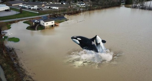 PHOTO Unseen Before Killer Whales Show Up On Shores Of Bellbrook Ohio