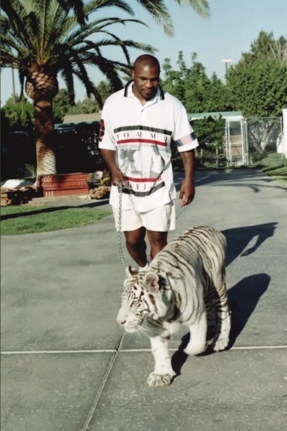 PHOTO Mike Tyson Walking His Tiger In Lush Area