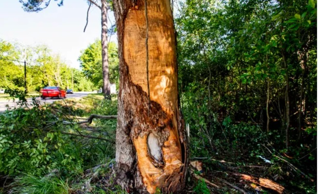 PHOTO Of Tree Tavaris Jackson Hit With His Car