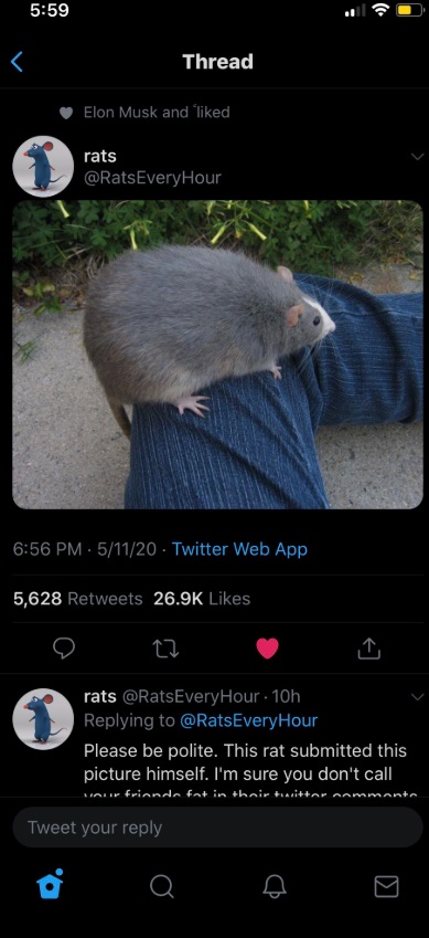 PHOTO Elon Musk Randomly Likes Picture Of Rat On Twitter