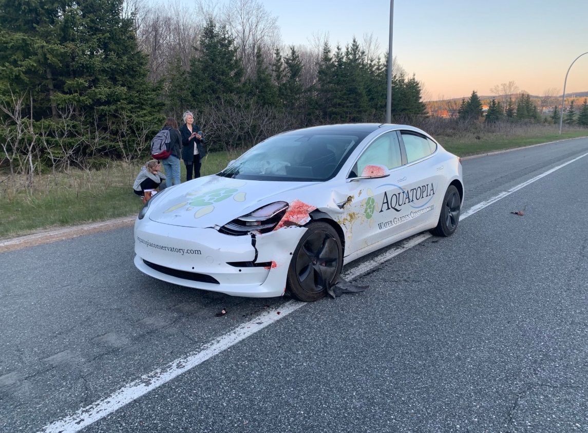 PHOTO What A Tesla Looks Like After Hitting A Deer