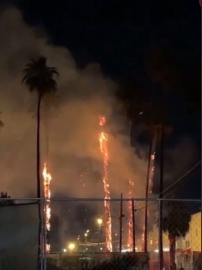 PHOTO Palm Trees On Fire In Van Nuys