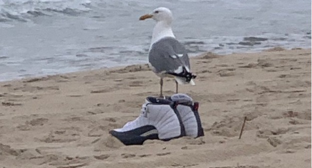 PHOTO Seagull Wearing Basketball Shoes On The Beach