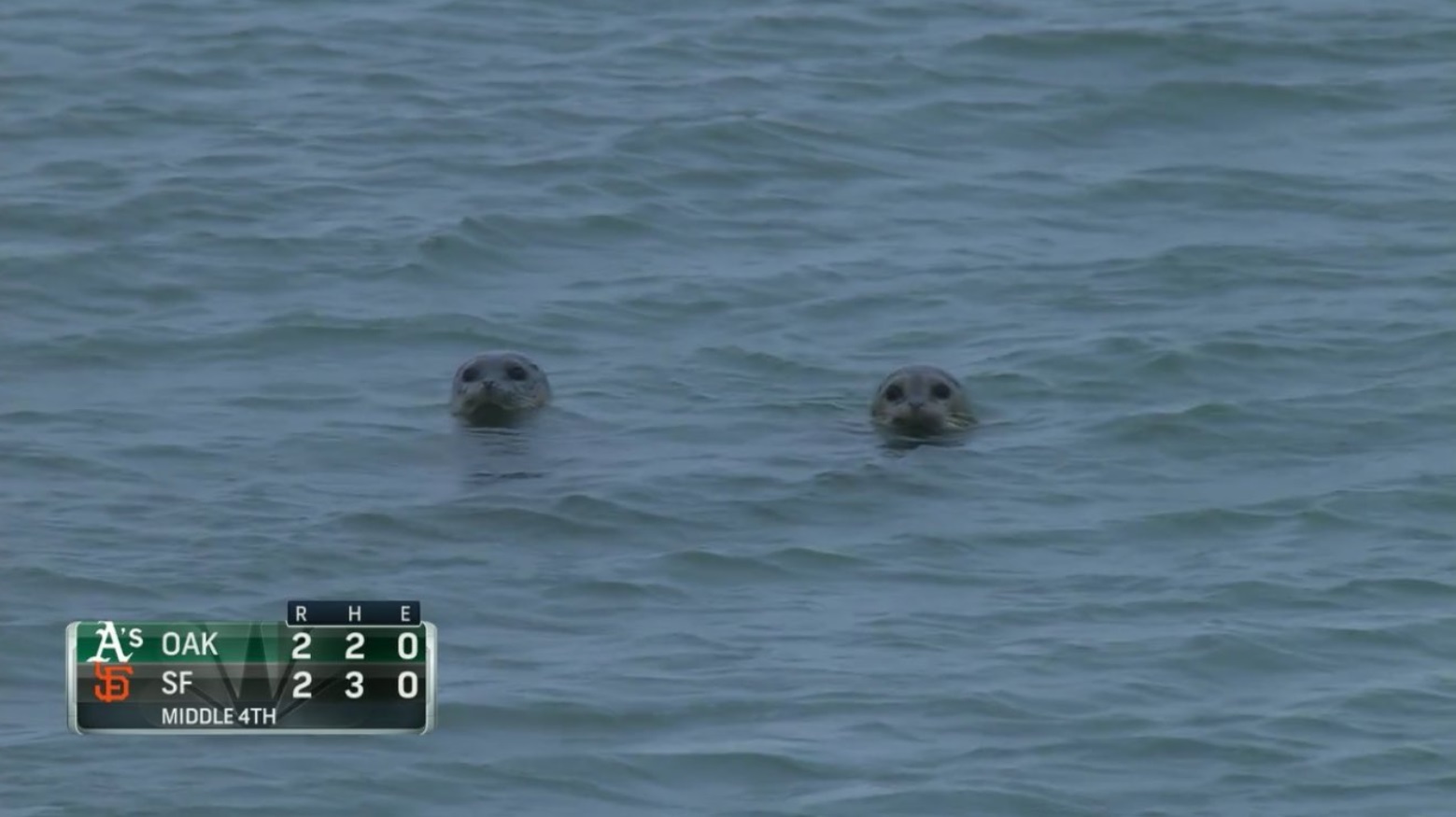 PHOTO Seals Sticking Their Heads Up Out Of The Water Outside Oracle Park To See If Baseball Is Actually Being Played