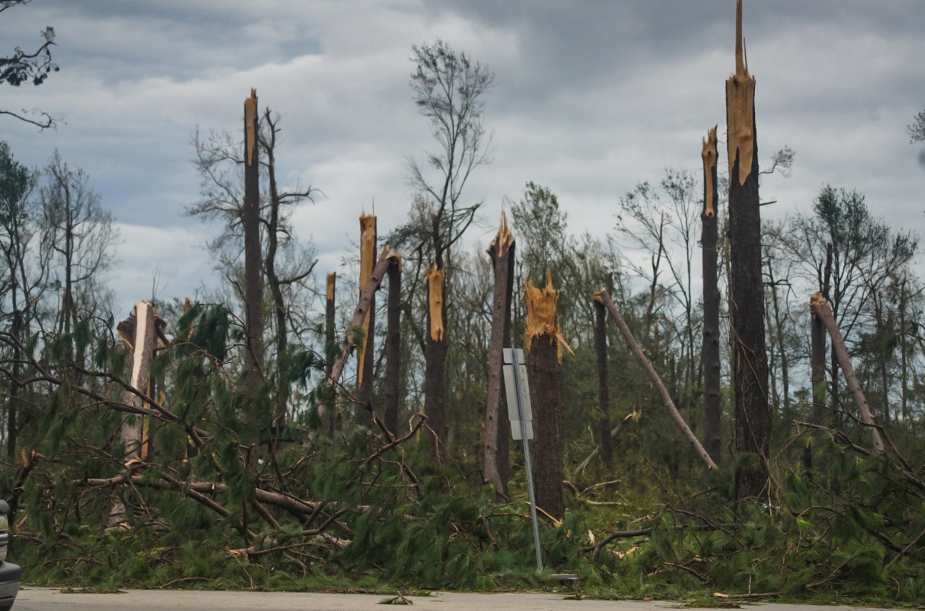 PHOTO Dozens Of Trees Snapped Down To Their Limbs In Lake Charles