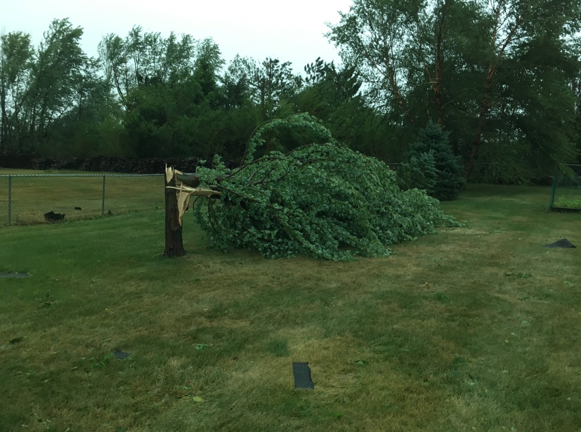 PHOTO Giant Tree Trunk Snapped In Half In Cedar Rapids Iowa