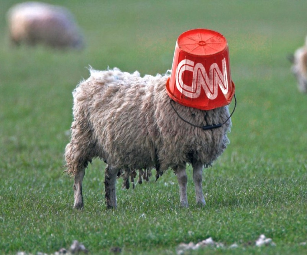 PHOTO Goat With A CNN Bucket Over Its Head