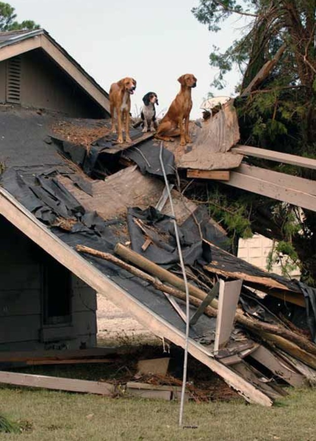 PHOTO Home Owners In Louisana Leave Their Three Dogs On The Roof After Evacuating For Hurricane Laura