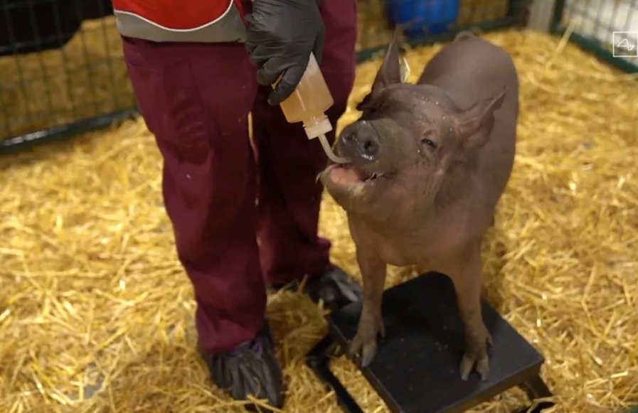 PHOTO Pig Outfitted With Neuralink