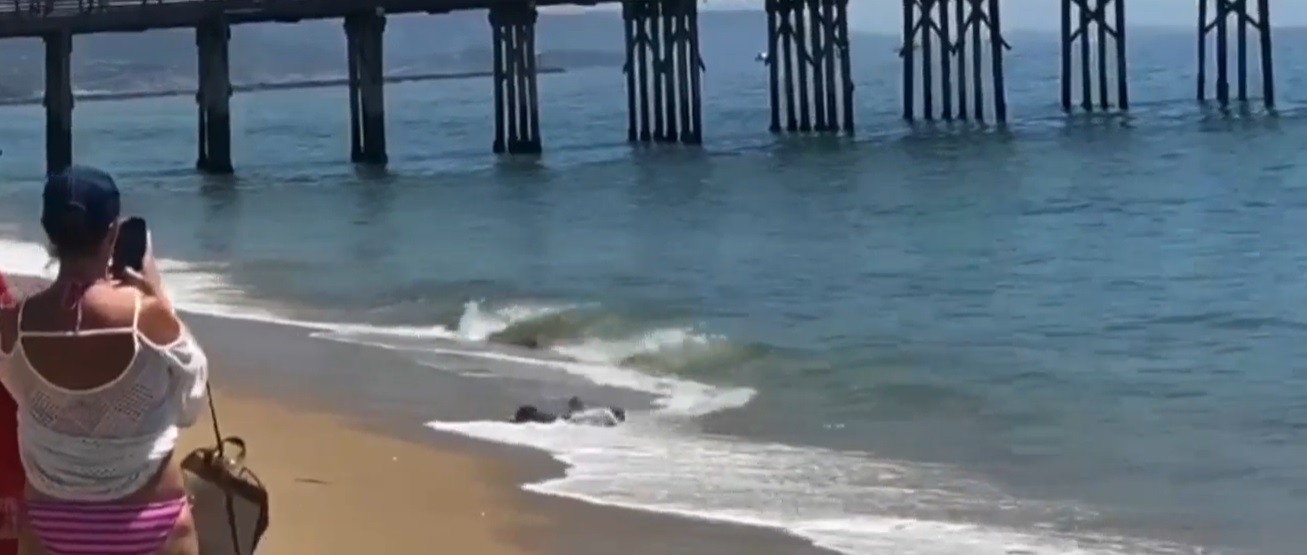 PHOTO Shark Comes Ashore In Newport Beach