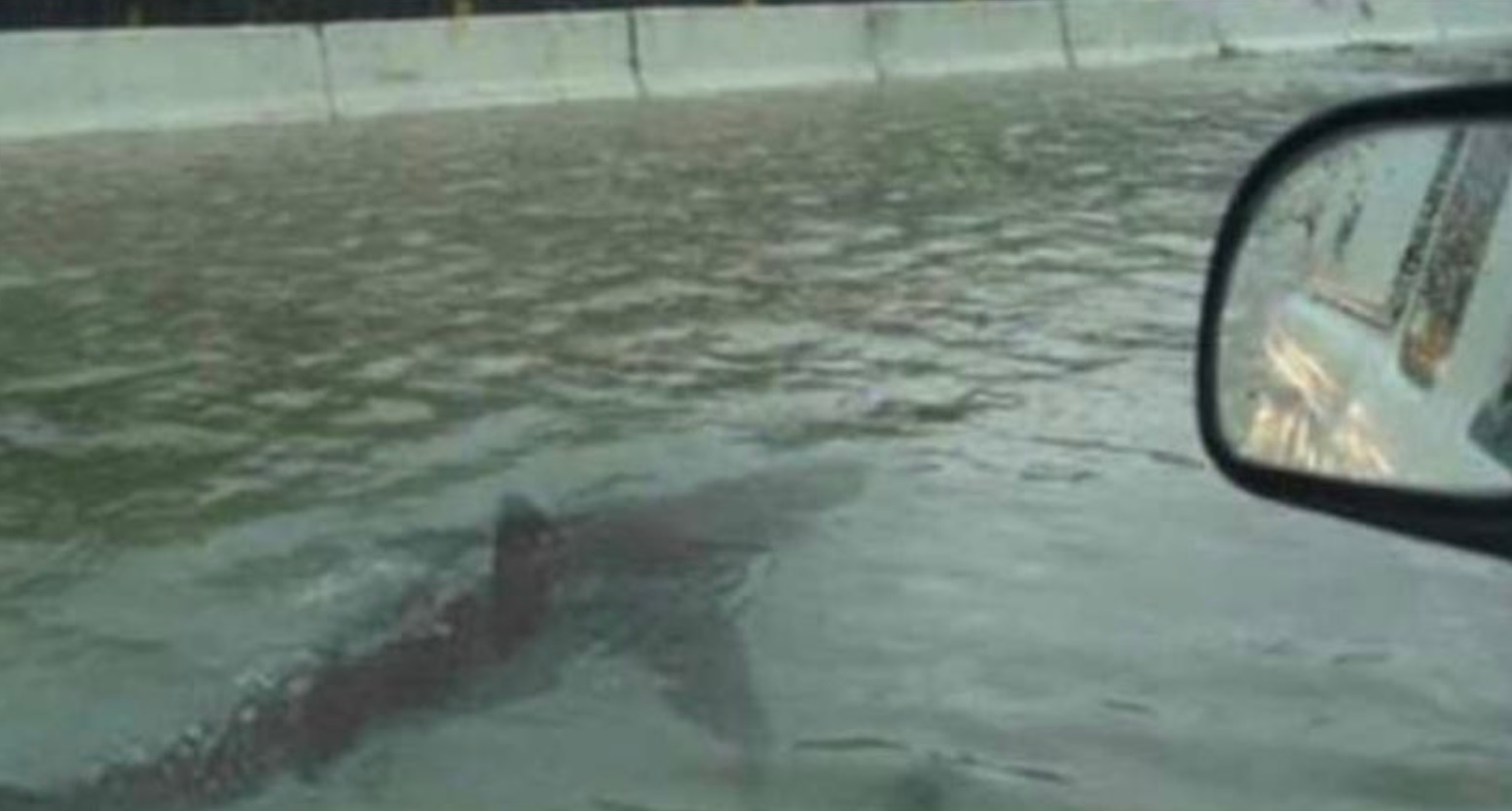 PHOTO Shark Swimming In The Water On I-10 In Lake Charles