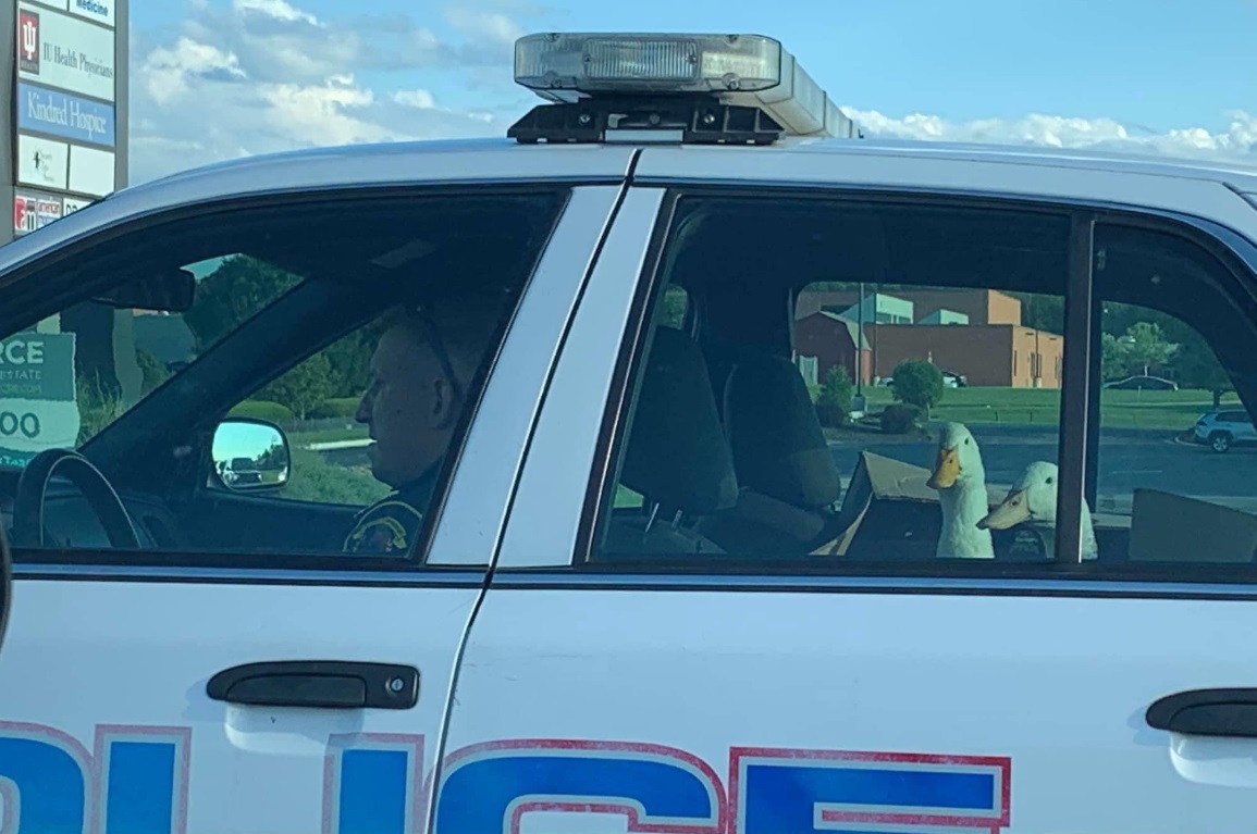 PHOTO Two Geese Arrested And Put Into Back Of Police Car In Los Angeles