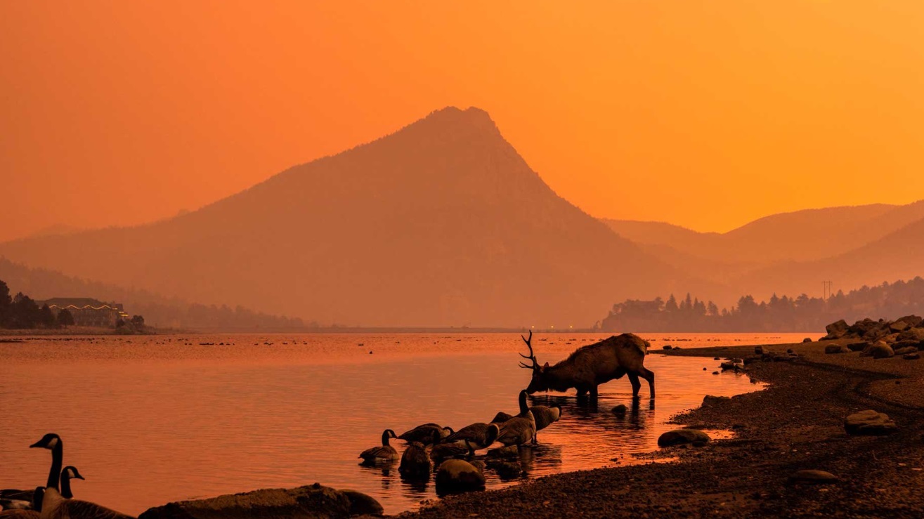 PHOTO Deer And Animals Drinking From Lake In Estes Park Colorado As Ash Falls On Them