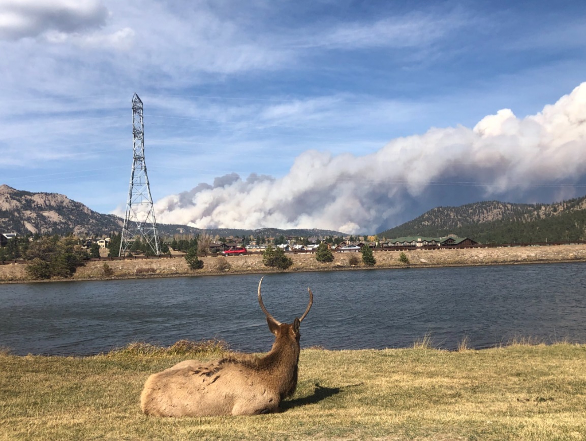 PHOTO Deer Sitting On A Patch Of Grass Watching Smoke Rise From The East Troublesome Fire Before The Sky Went From Blue To Dark Orange