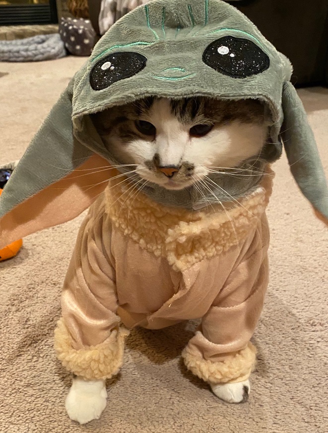 PHOTO Kitten Dressed Up As Baby Yoda For Halloween