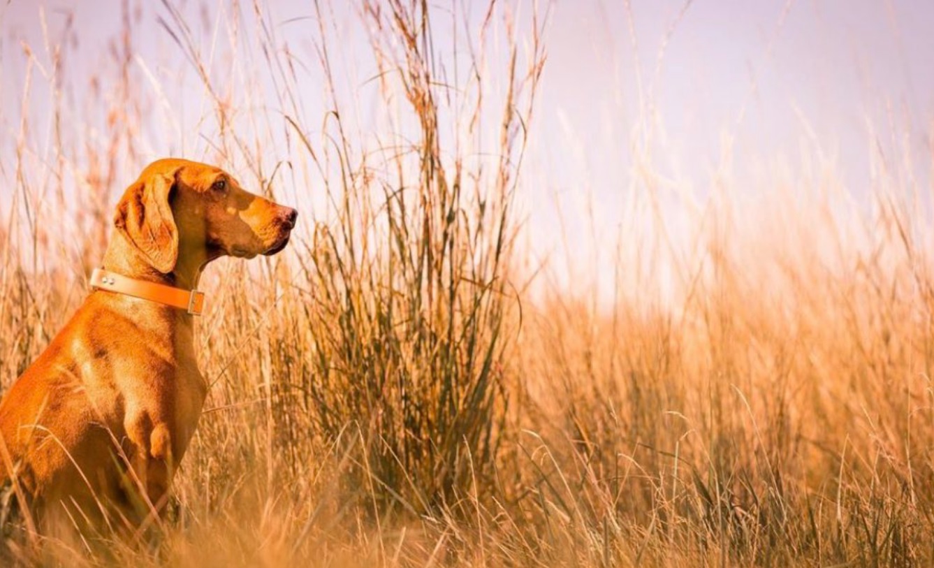 PHOTO Kristi Noem's Cute Hunting Dog