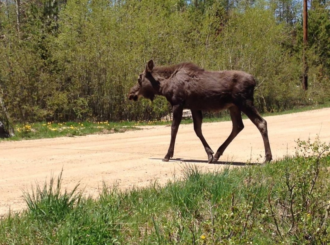 PHOTO Moose Everywhere Coming Down To Neighborhoods To Flee The Fire In Estes Park